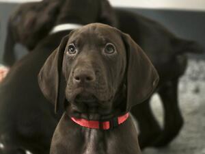 Litter at 7 weeks