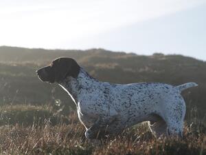 Jäger pointing a grouse