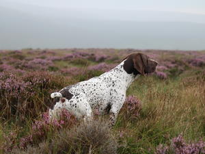 Sire out on the moor
