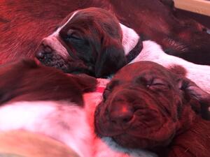 Son from first litter. Next to his outstanding dad