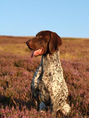 Storm hard at work grouse counting