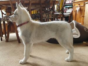12 Weeks