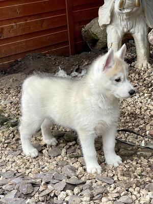 7 Weeks