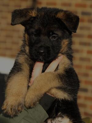 Beautiful female available