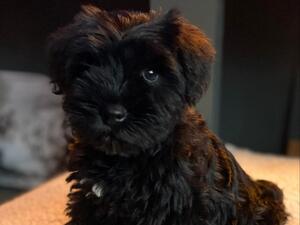 Baby Pickle