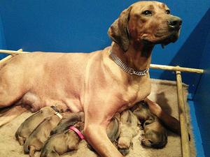 Tiara Litter 2