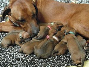 Chanterelle & Puppies Day One