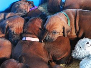 Puppies