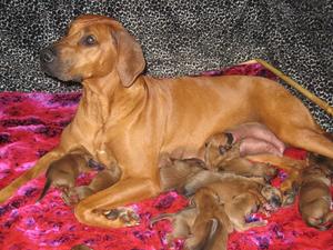 Angel and Her New Babies