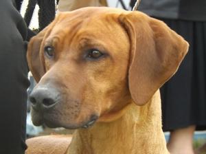 GB Ch, IR Ch Kololi Star Of Walamadengie Jnr Ch,