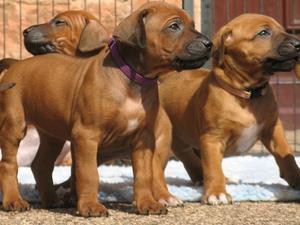 Previous litter