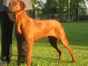 Walamadengie Drama Queen Jnr Ch