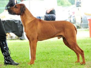 Irish Ch. Walamadengie Monte-Carlo Jnr. Ch, CW 20