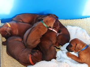 Puppies