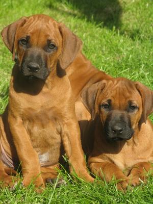 Eight Weeks Old