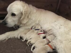 Nala and her puppies day 1