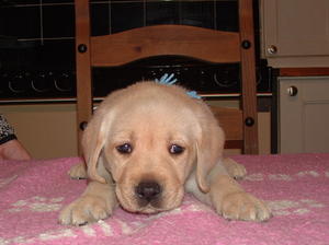  Boy  pup 5 weeks old
