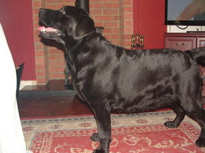 Asha  30 days pregnant