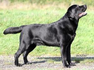 Sire Sh/Ch Carromer's blue lagoon (Seal)