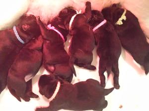 pups three days old