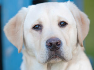 The sire Raffa