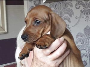 Pedigree Kc Registered Smooth Haired Dachshund Puppies In Port