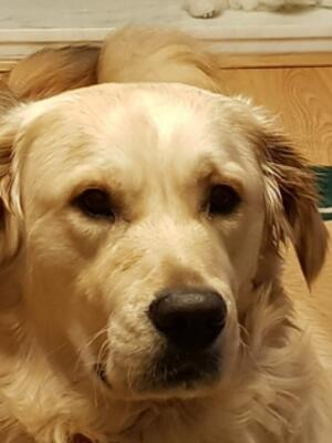 Loki