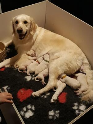 Tally's 1st Litter (Mum)
