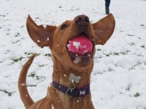 Roxy in the snow