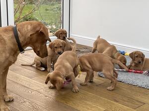 Play-time