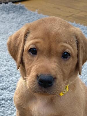 Pup