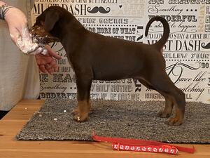Mr Red @ 5 weeks