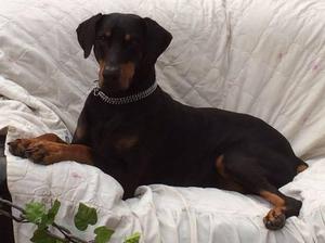 My first Dobermann - Puma