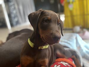 Beautiful boy available