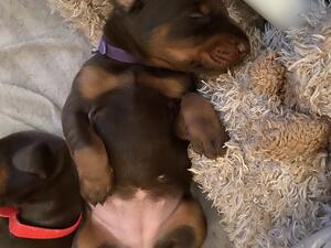 Contentment - picture @ 4 weeks