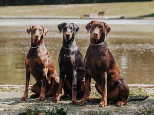 My pack - Makeda, Oksana, Titus