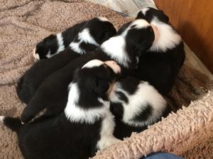3.5 weeks old