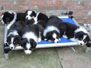 Summa's first litter