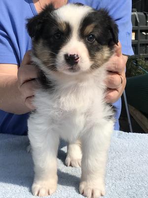Girl - 5.5 weeks