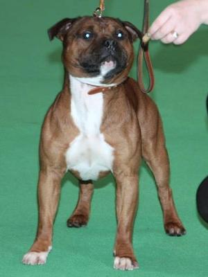 Lenny at Crufts