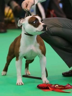 Ziva at Crufts
