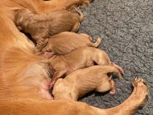 Litter