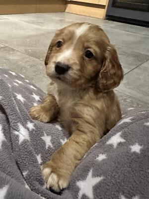 Puppies