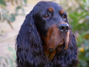 `Harley`