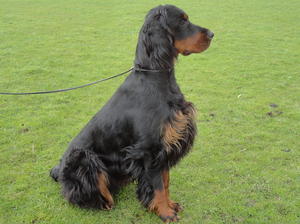 Crufts 2014 Best Puppy