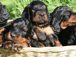 Puppy Breeze