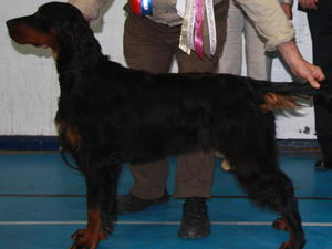 Gundog Gp 1 Birmingham Gundog & Terrier show