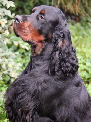 Reuben