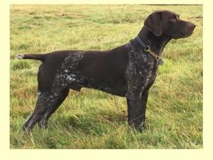 Sire: Sh Ch Soellis Smug Doug JW Sh Cm
