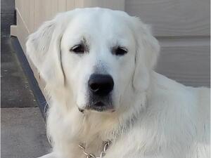 Duke (sire)